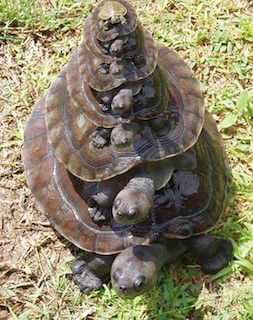 turtles