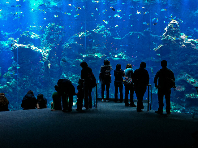 Cal Academy of Sciences. Photo credit: Brook Peterson