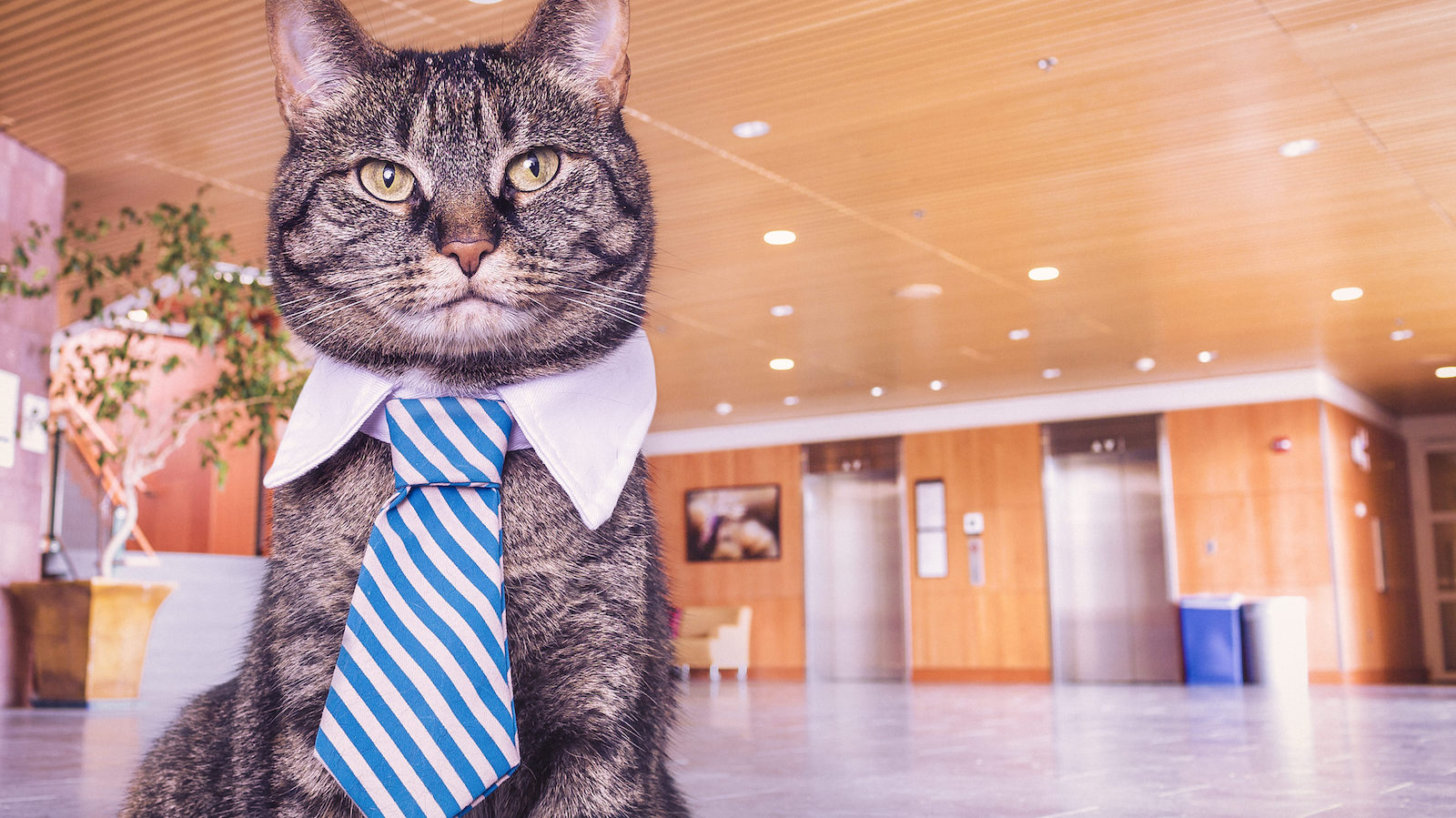 cat tie office