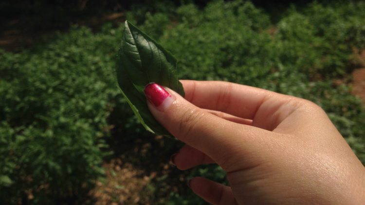 Sweet basil, straight from the source. Photo credit: Tech in Asia.