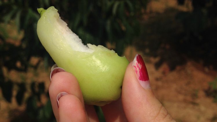 One of the many water apples I sampled. Photo credit: Tech in Asia.