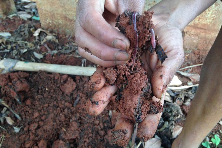 One of the farm workers digs up some of Back2basics' self-cultivated earthworms. The worms are grown in a pit-like nursery, then transplanted to the crops' soil. Photo credit: Tech in Asia.