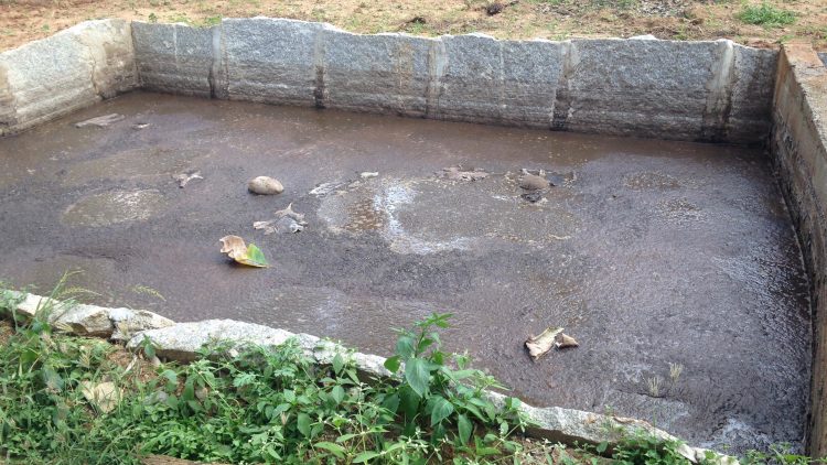 Back2basics sources its fertilizer - cow dung mixed with cow urine, which keeps it a liquid - from a local cow farm. In return, they give corn stalks and husks for the cows to eat in a traditional bartering system. No money is exchanged. Photo credit: Tech in Asia.