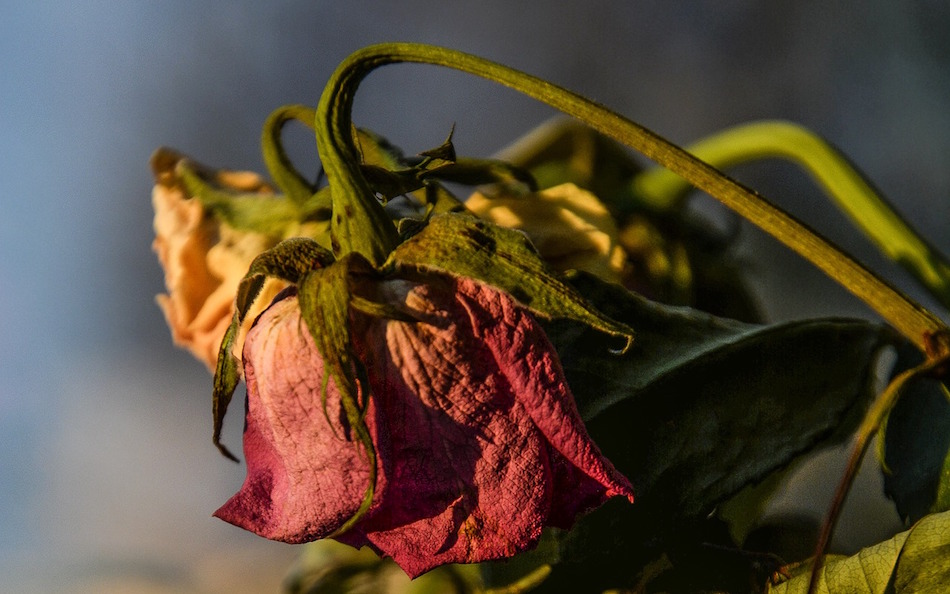 heartbreak-failed-startups-dried-dead-rose