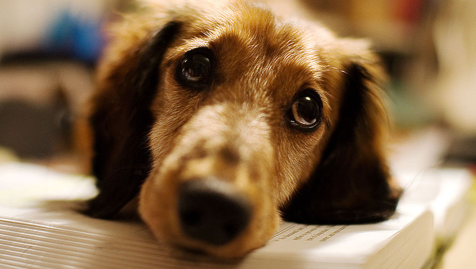 hungry-dog