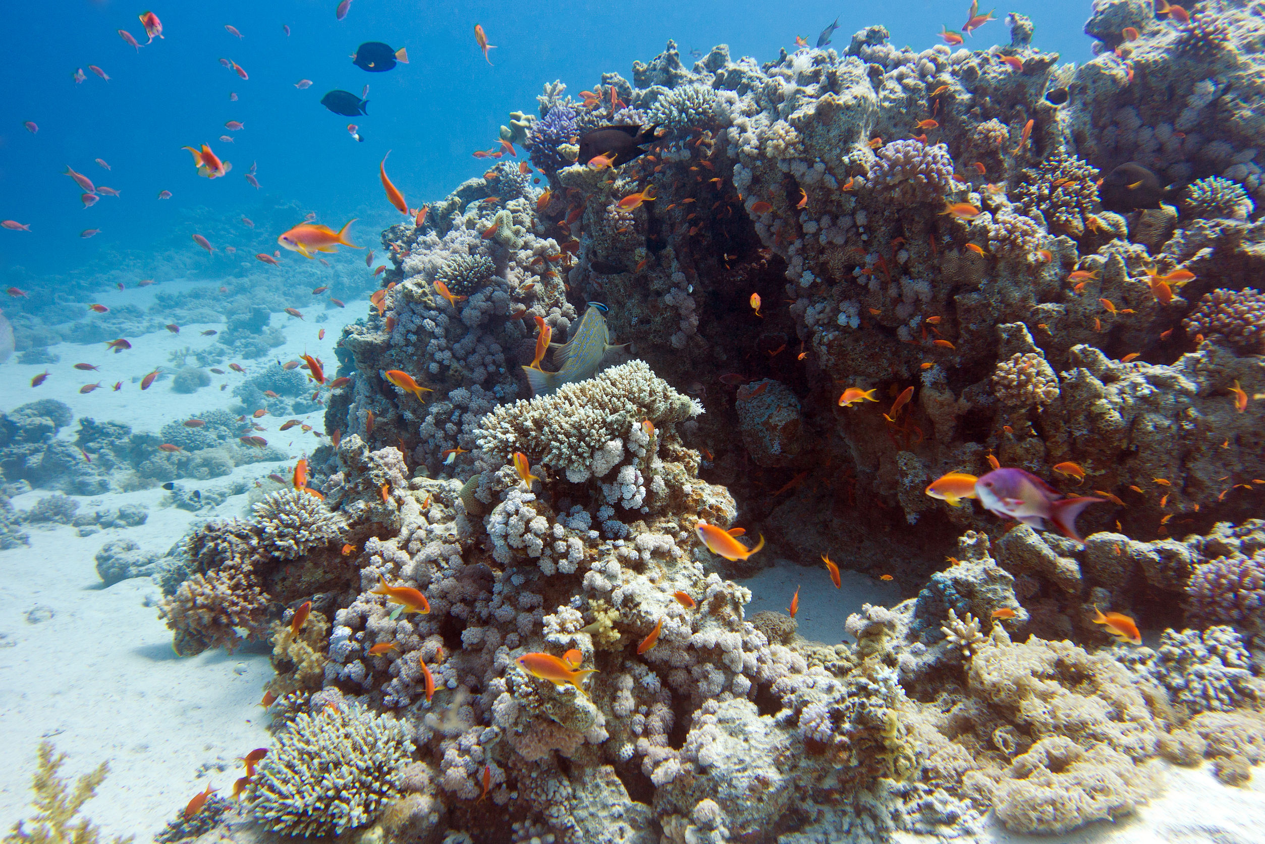 A regular coral reef. Photo credit: mychadre77 / 123RF Stock Photo.