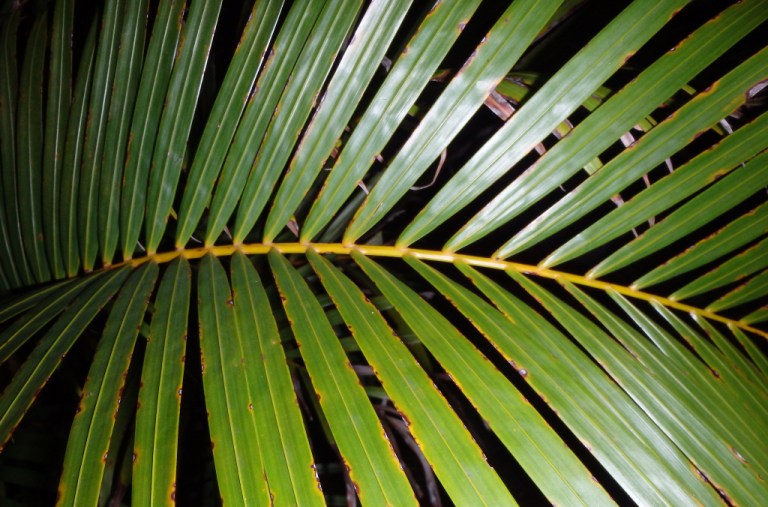 Areca palm which purifies air. Photo credit Osseous.