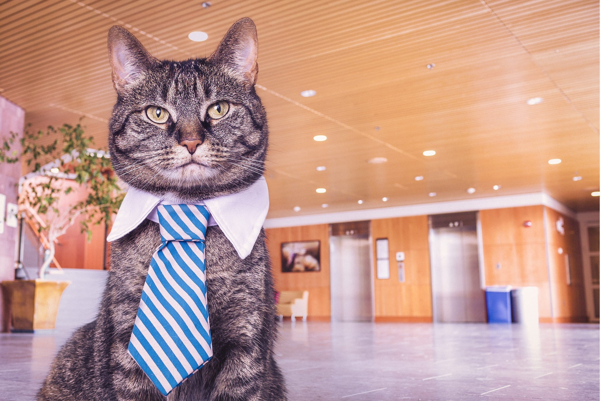 How I learned to stop worrying and love content strategy