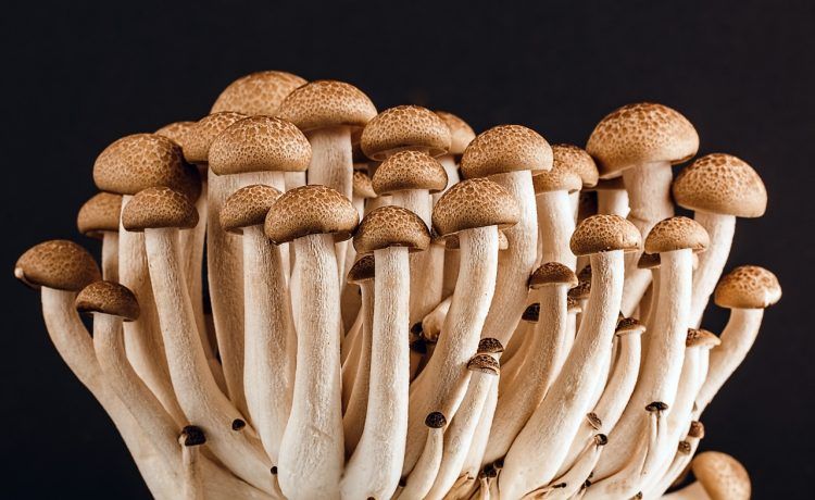 a bunch of mushrooms
