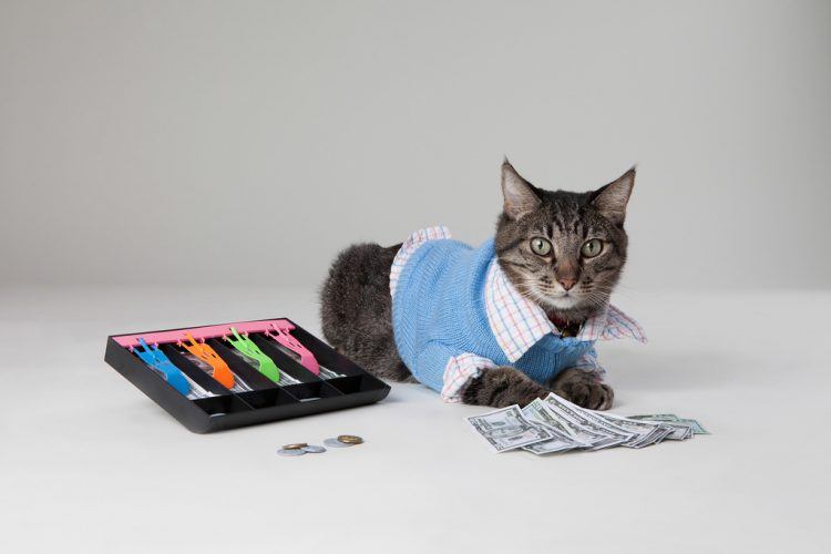 cat as your accountant