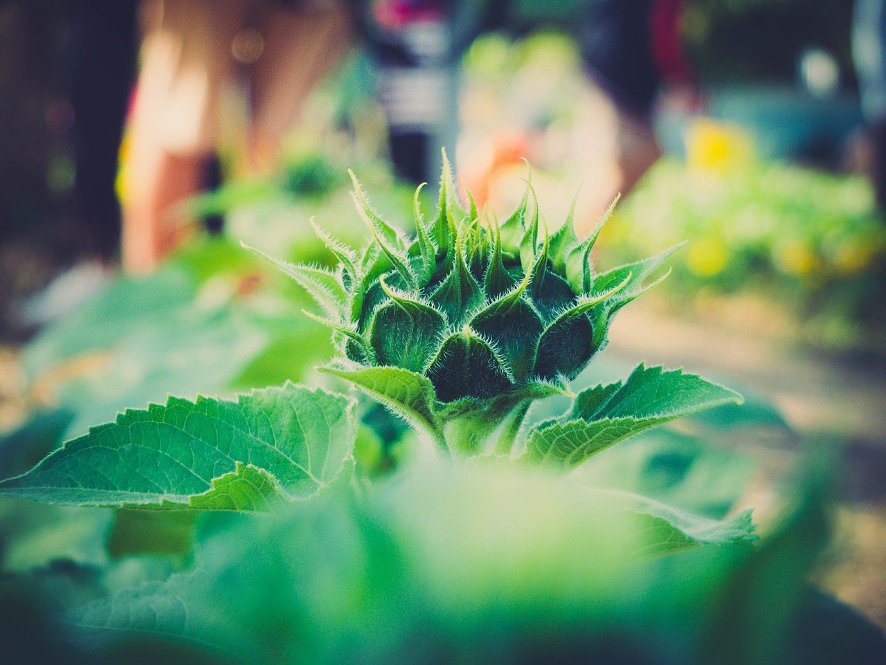 The flowering field of fintech (Infographic)