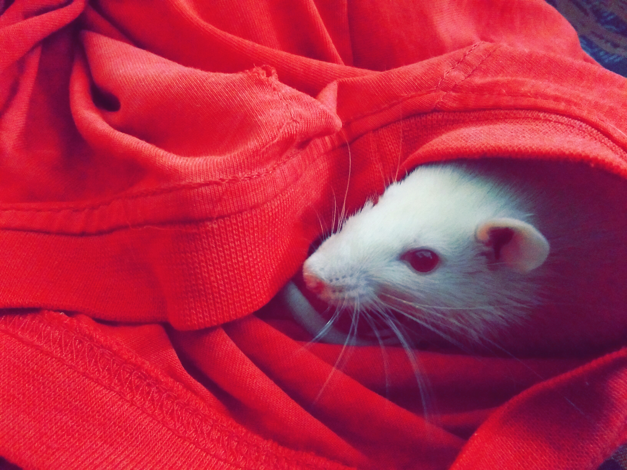The MVP is dead. Use the RAT instead