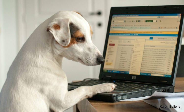 dog and computer
