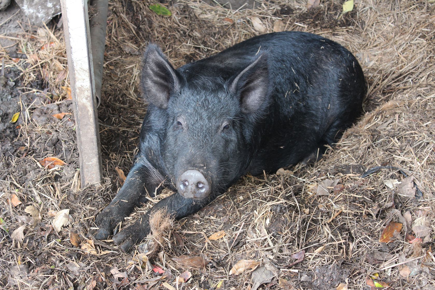 black pig