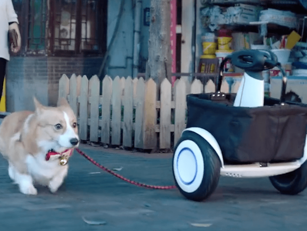 Video: This new hoverboard can walk your dog