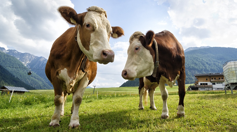 Cows in the mountains