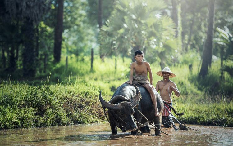 asian-agriculture