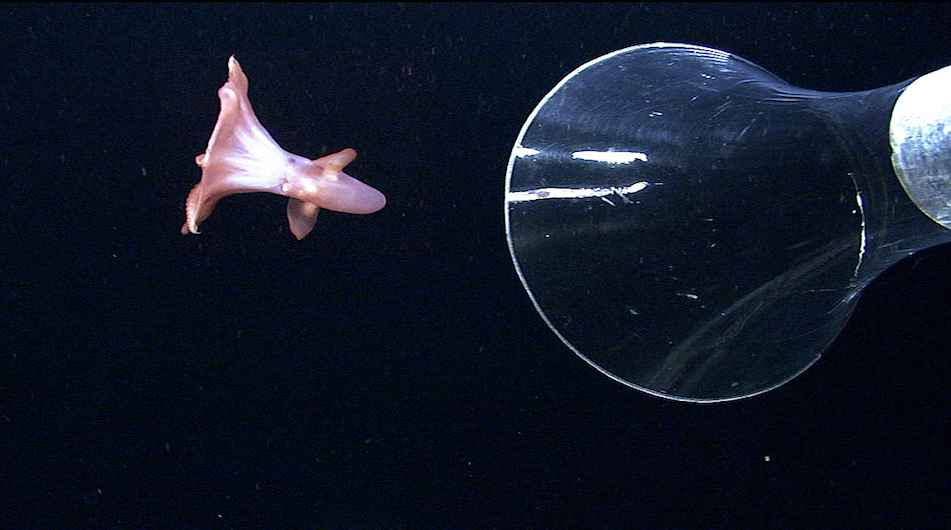 The Hidden Ocean, Arctic 2005: July 23 Log