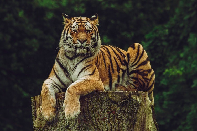 Tiger atop tree bark