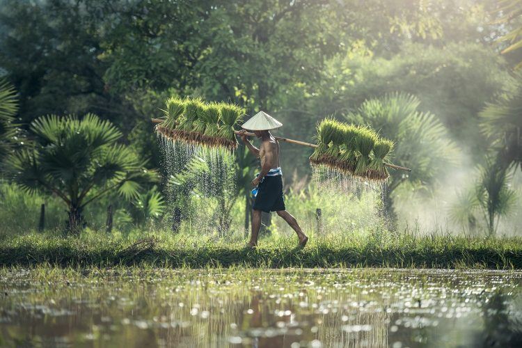 asian-agriculture