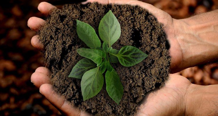 earth-plant-growth