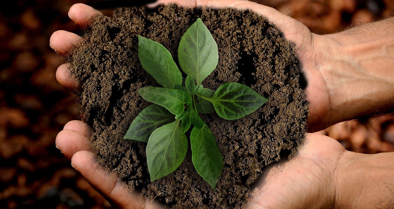 earth-plant-growth