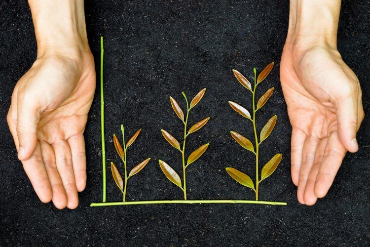 growth-chart-leaves