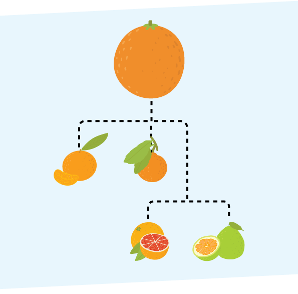 Fruits party