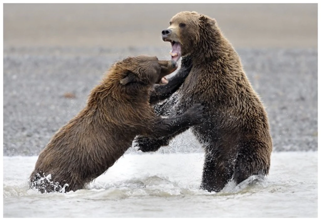 Bears fighting