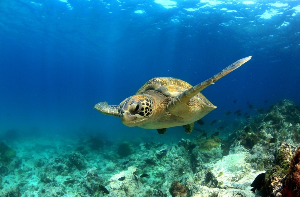 How Grab handpicks tech talent, as told by its ‘sea turtle’ hire