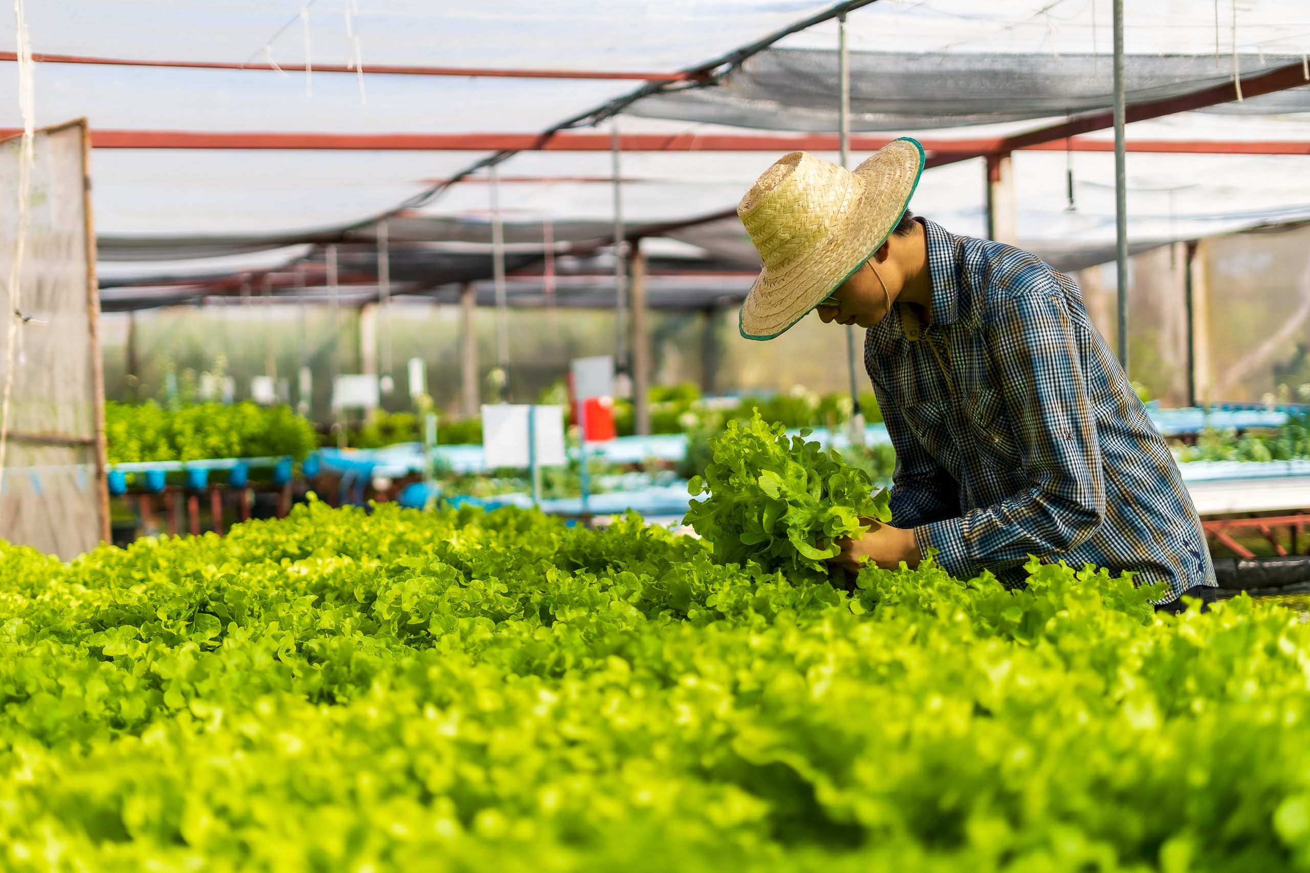 Agritech startups eye millennials as Indonesia’s farmers age