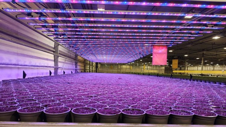 Startup uses software-controlled lights to cut farming costs Startup uses software-controlled lights to cut farming costs